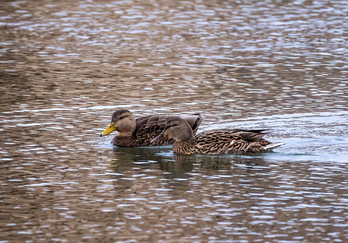 Mexican Duck - ML427235161