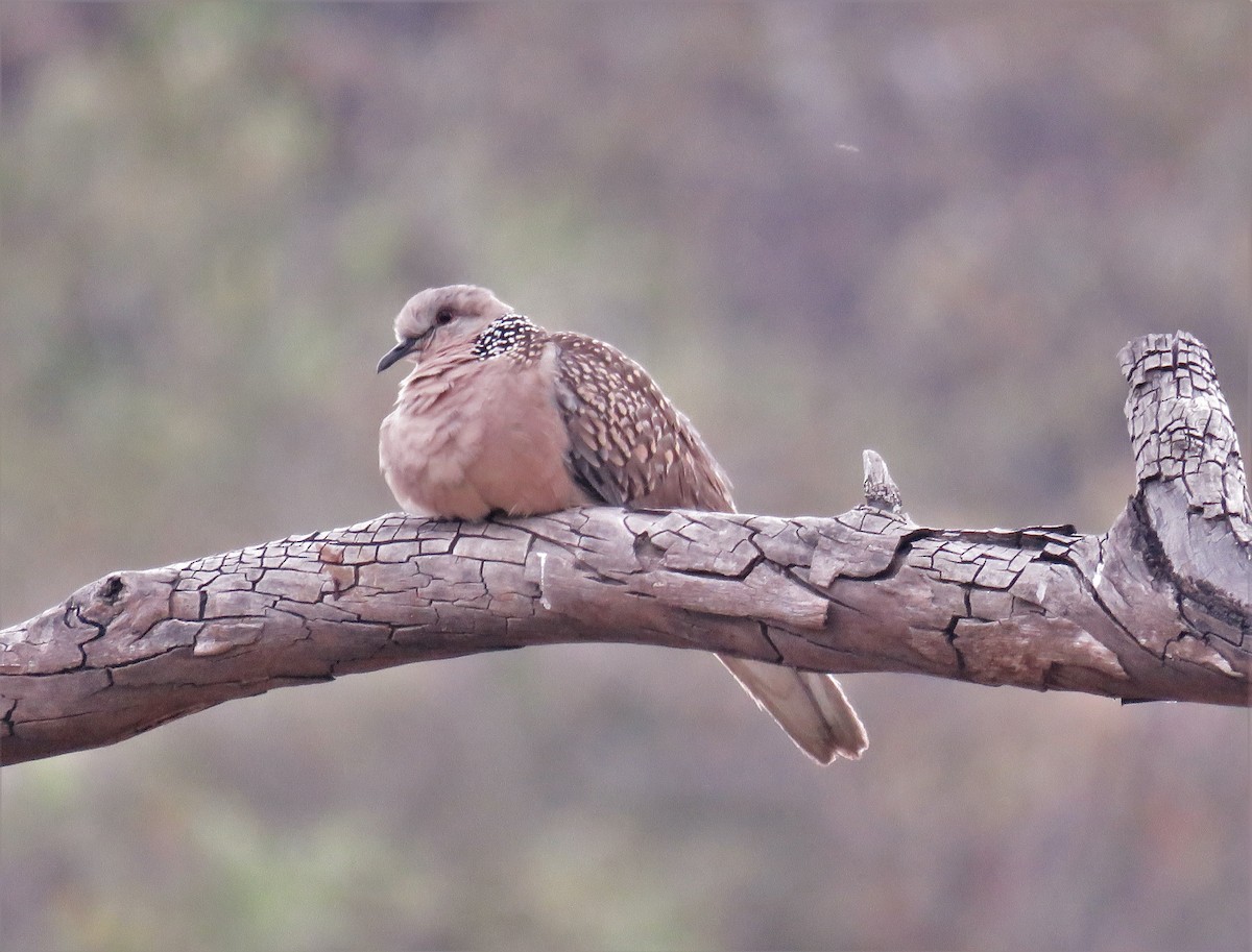 Spotted Dove - ML427235951