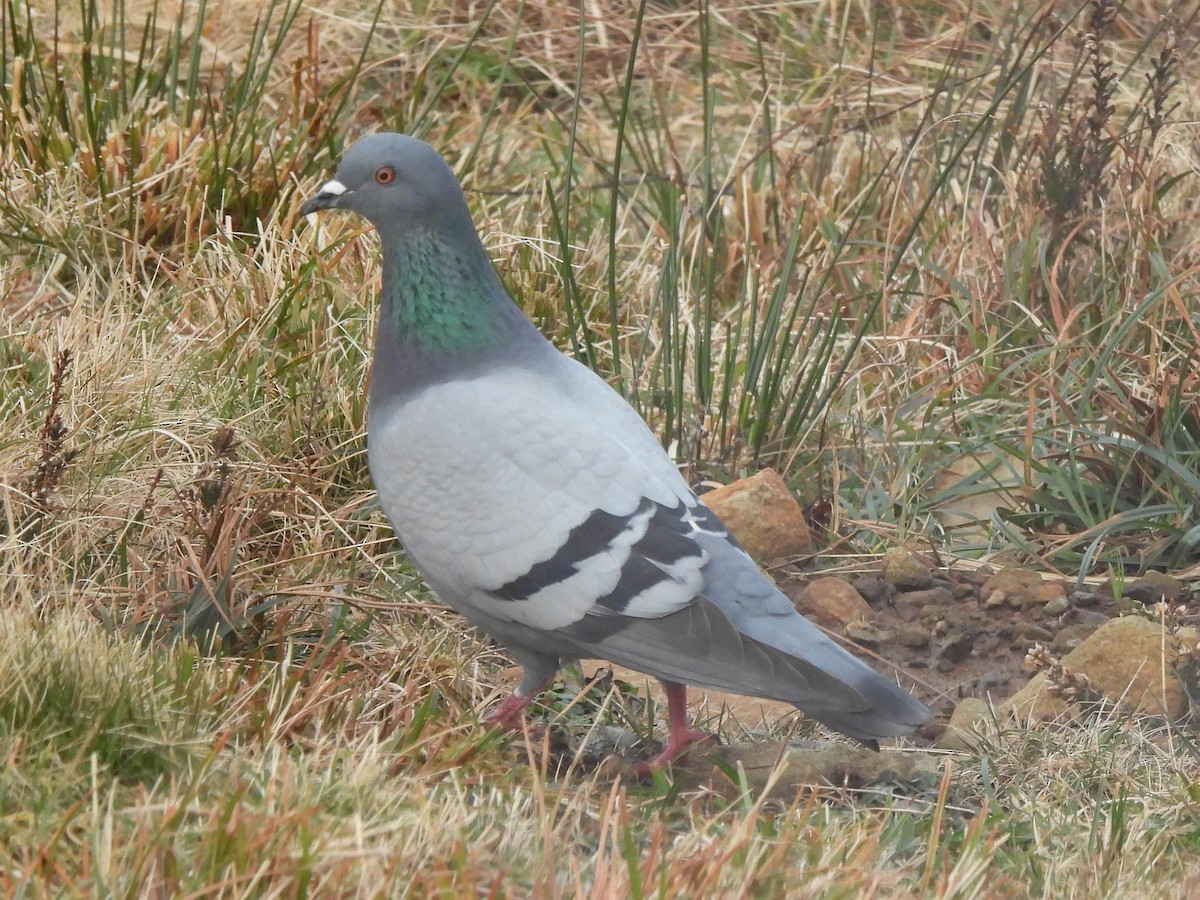 Rock Pigeon (Wild type) - ML427236251