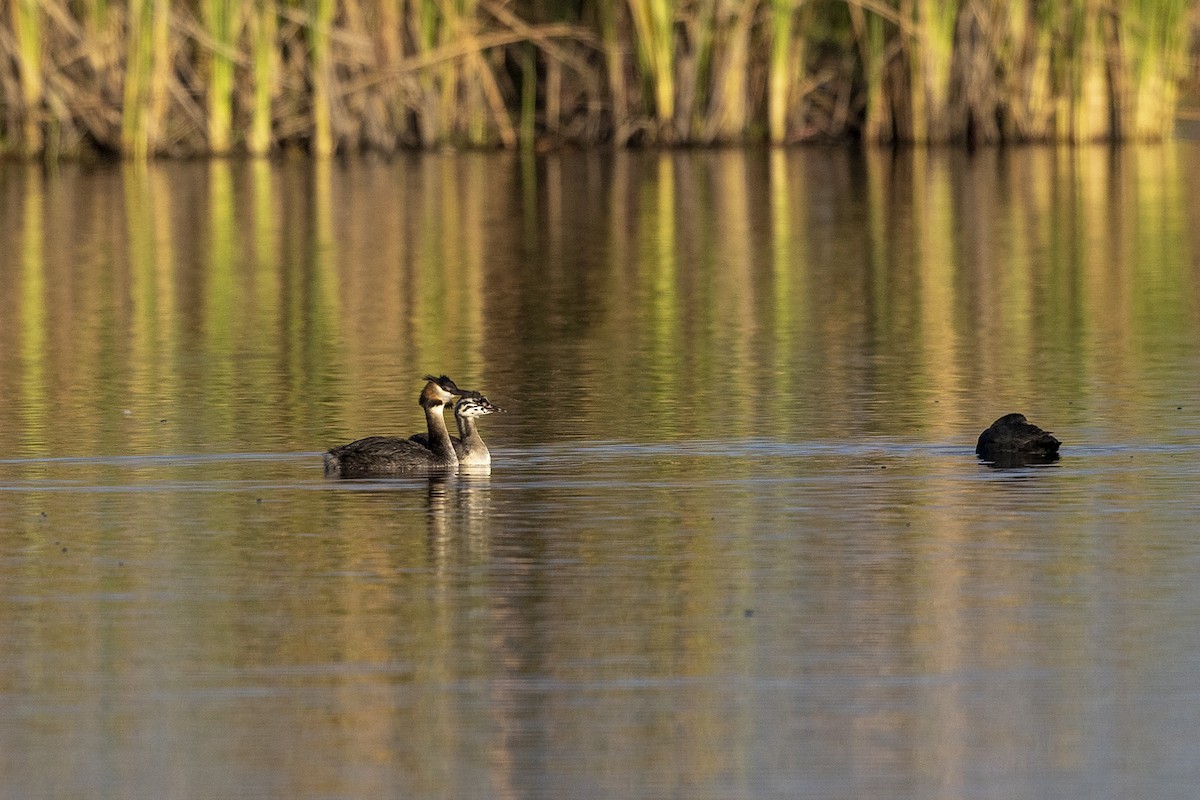 Great Crested Grebe - ML427236581