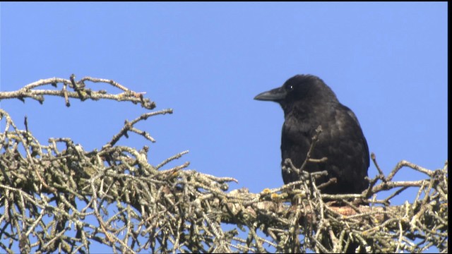 American Crow - ML427237