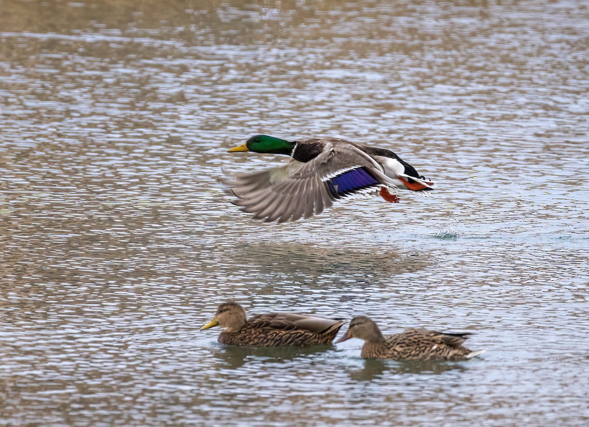 Mallard - ML427237011