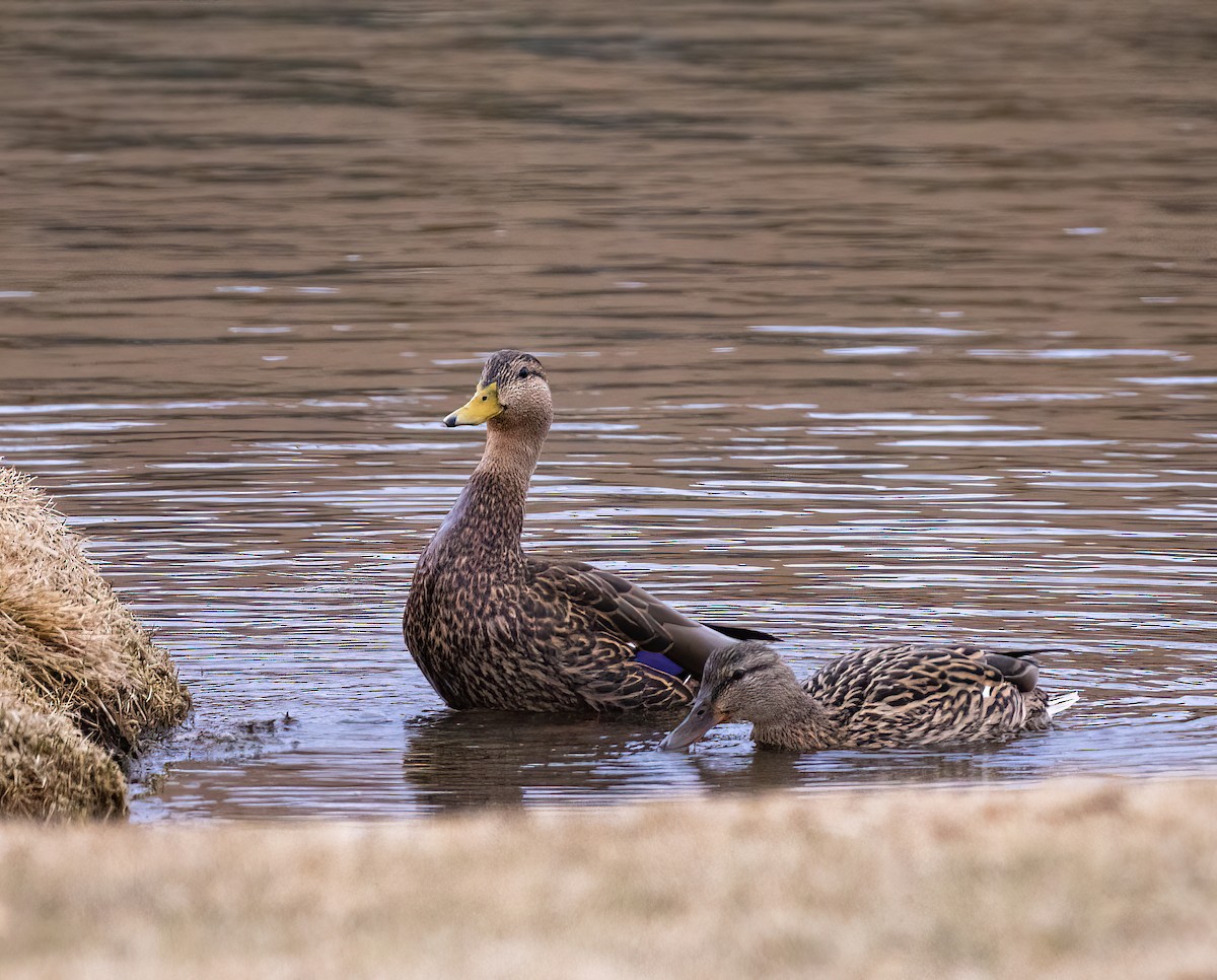 Mexican Duck - ML427237041