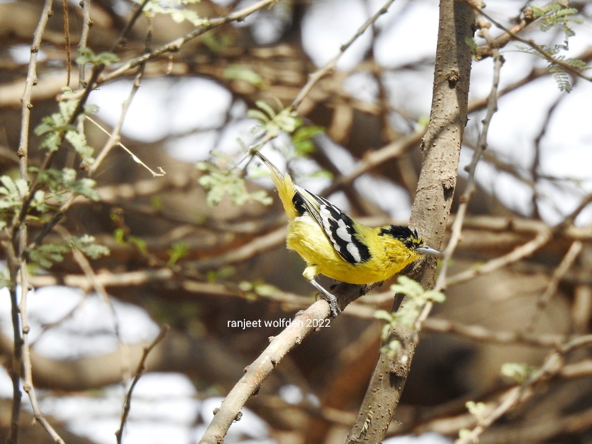 White-tailed Iora - Ranjeet Singh