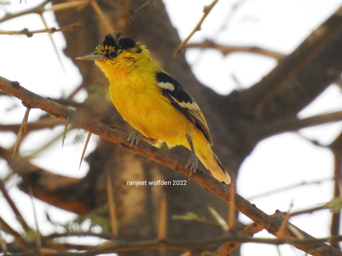 White-tailed Iora - Ranjeet Singh