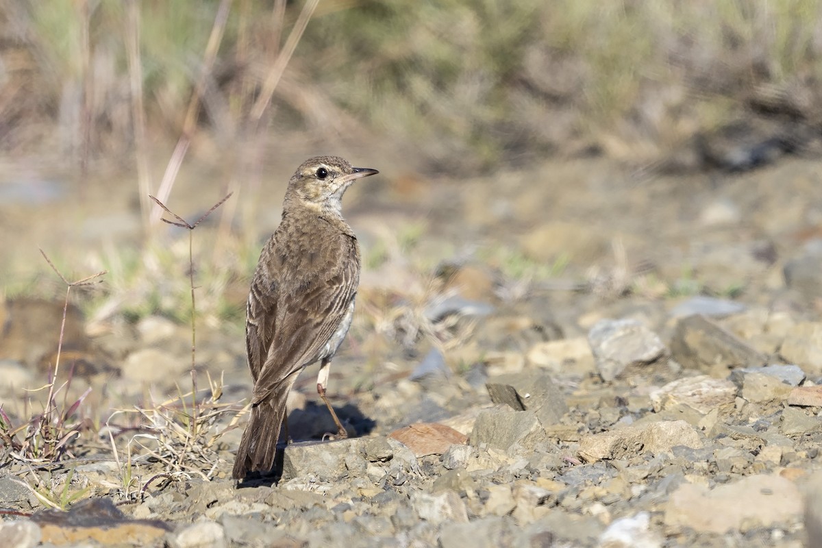 Buffy Pipit - Niall D Perrins