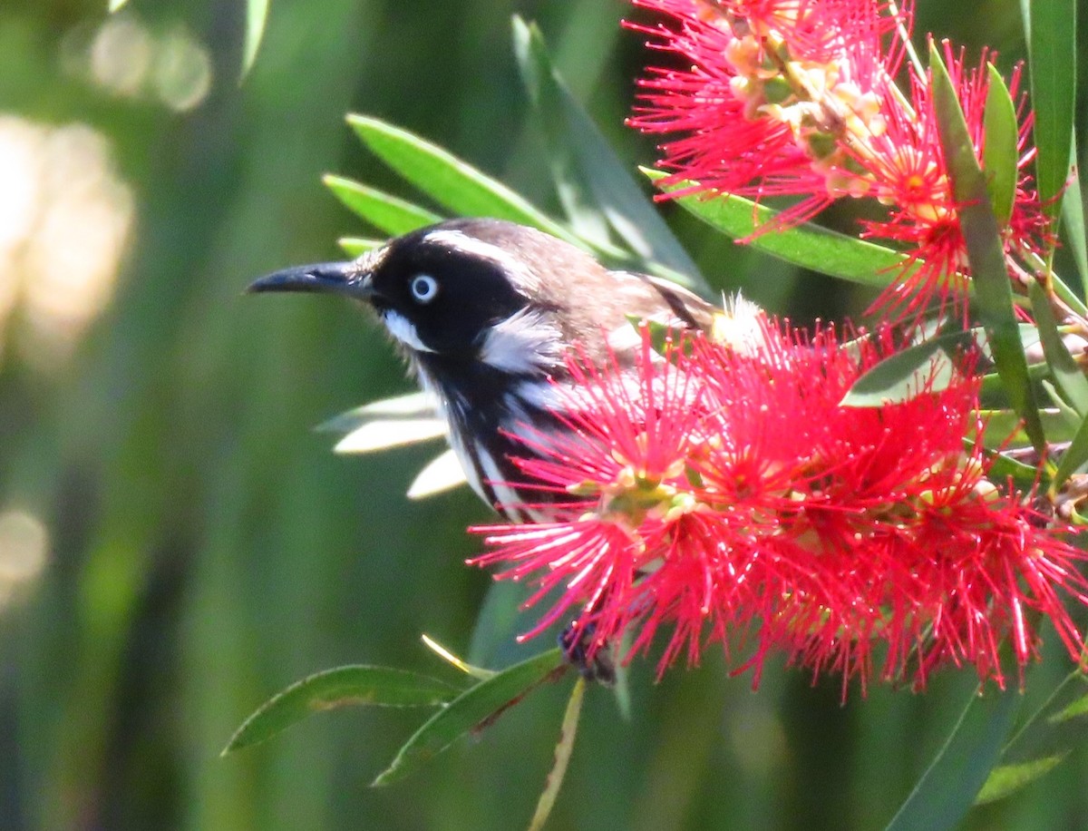 New Holland Honeyeater - ML427241021