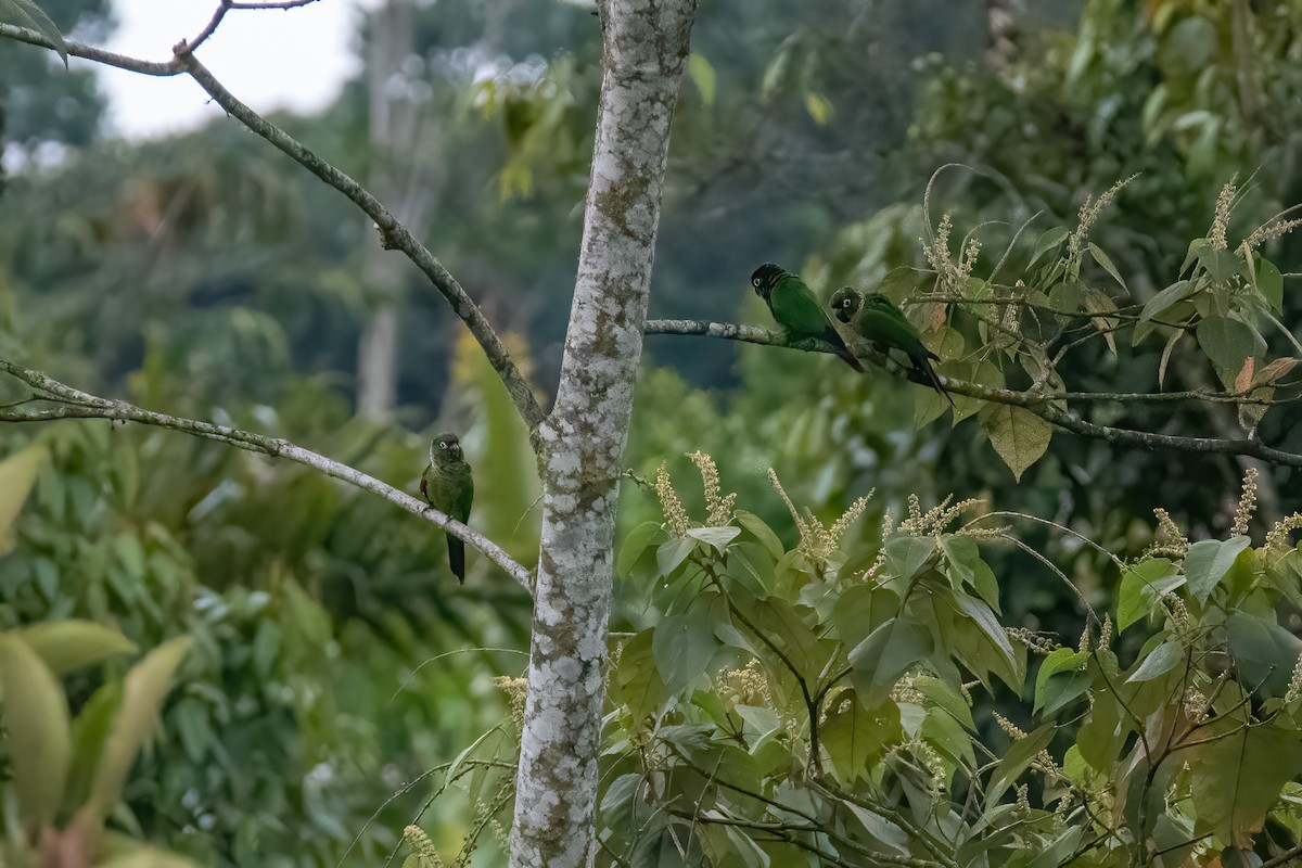 Maroon-tailed Parakeet - ML427241641