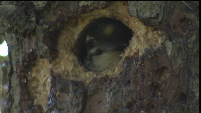 American Three-toed Woodpecker - ML427242