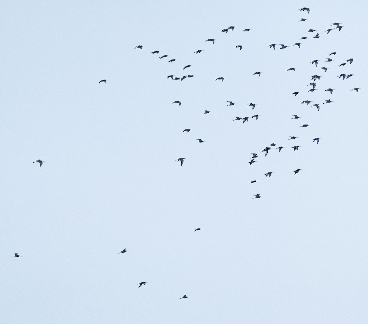 Black-tailed Godwit - Oğuz Eldelekli
