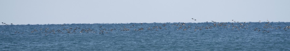 Marzaiola - ML427242851