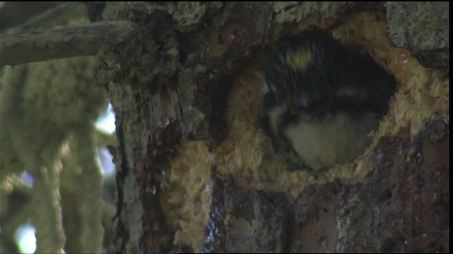 American Three-toed Woodpecker - ML427244