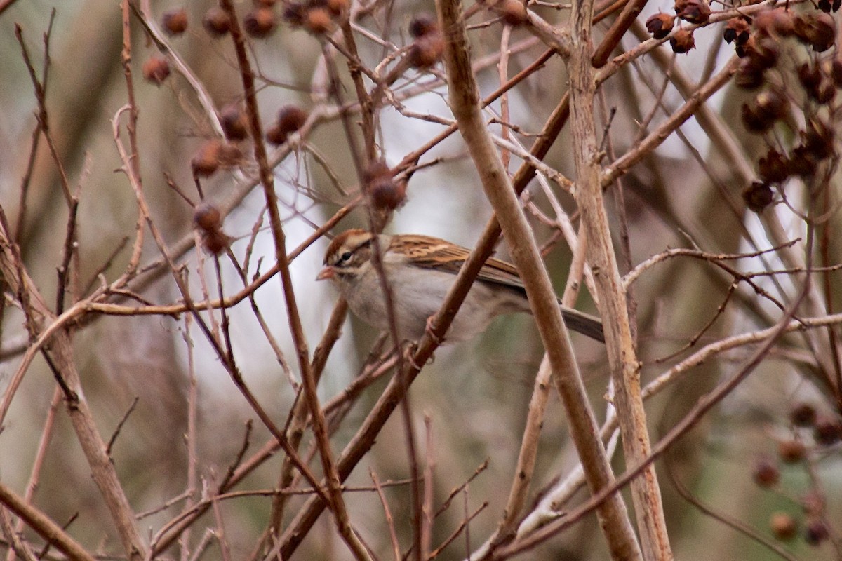 Chipping Sparrow - ML42724401
