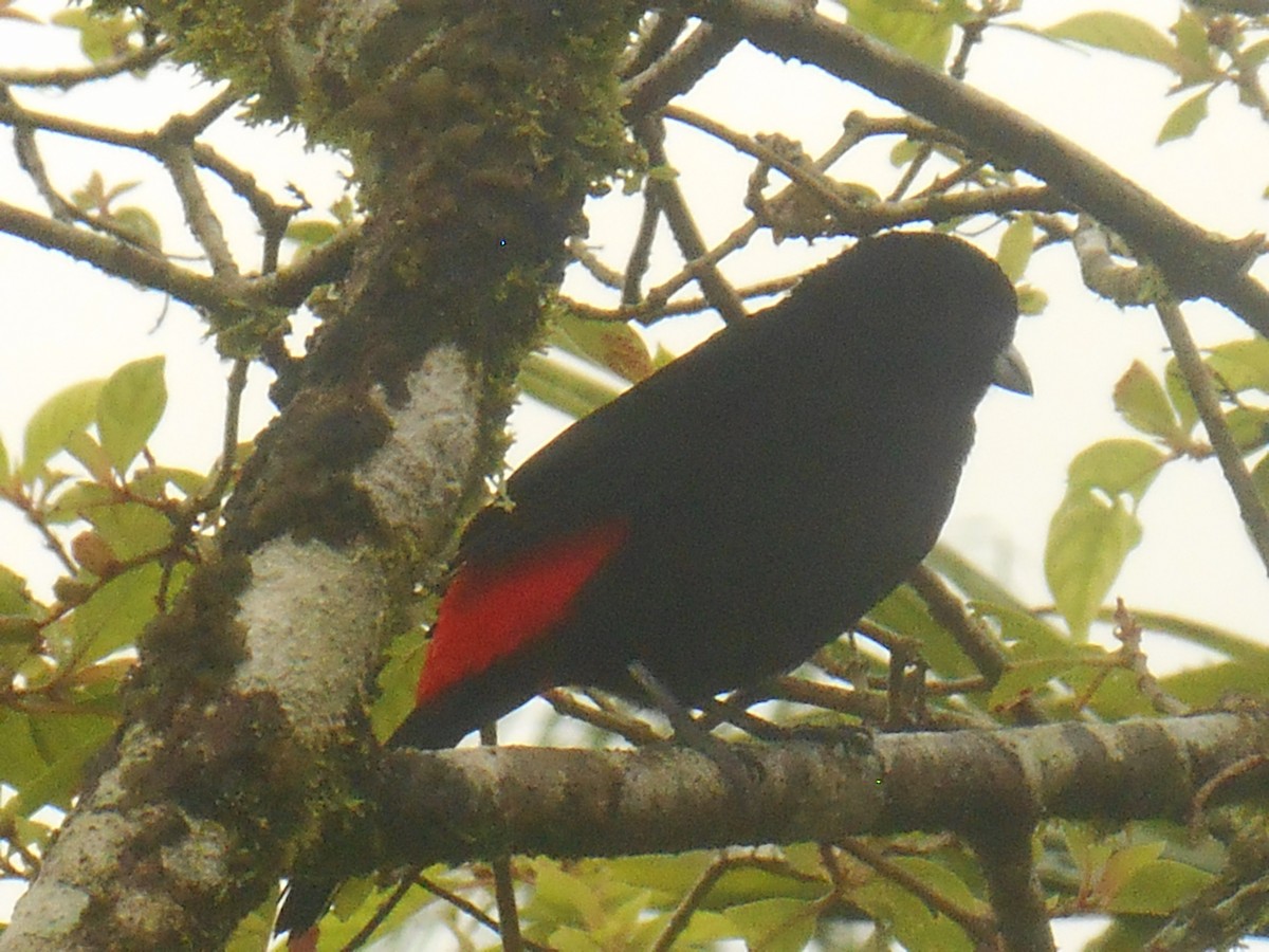 Scarlet-rumped Tanager (Passerini's) - ML42724491