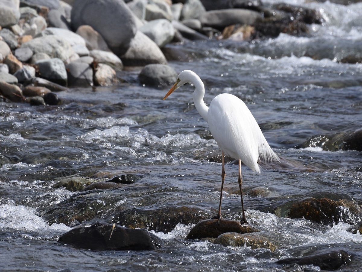 Great Egret - Yojiro Nagai