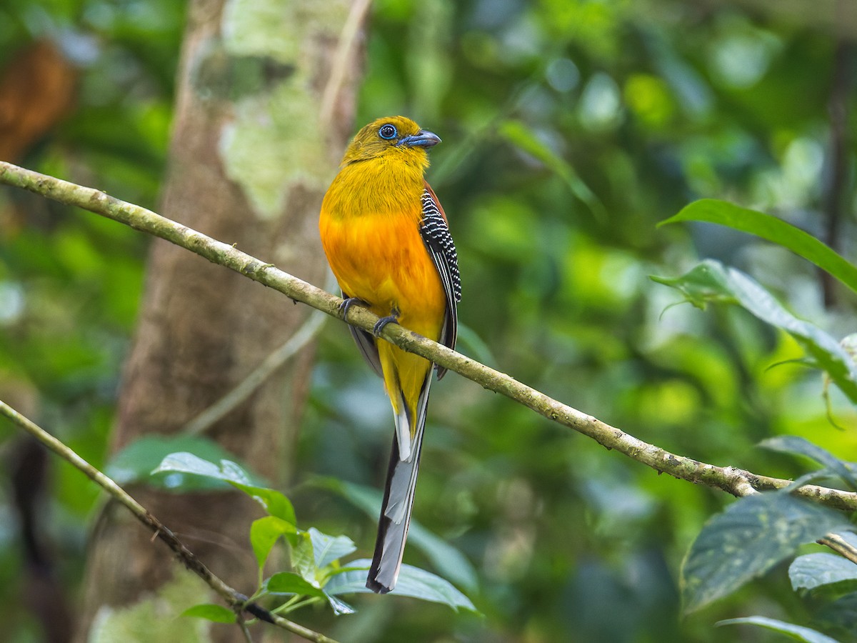 Orange-breasted Trogon (Spice) - ML427245911