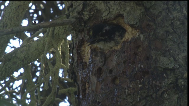 American Three-toed Woodpecker - ML427246