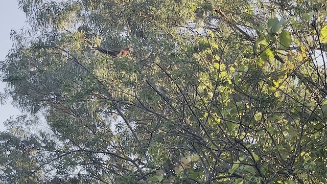 Gray Butcherbird - ML427246091