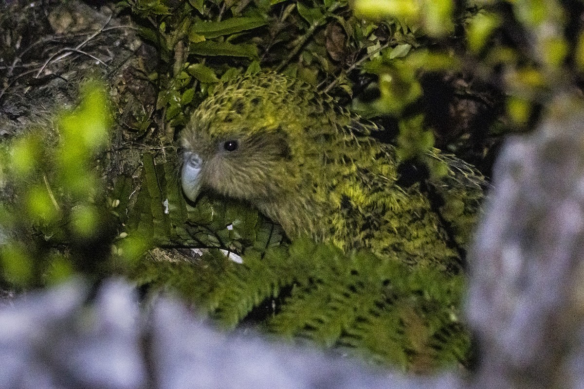 Kakapo - Oscar Thomas