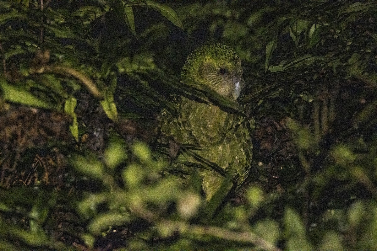 Kakapo - Oscar Thomas