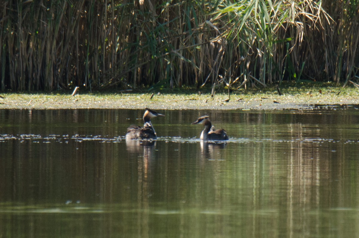 Great Crested Grebe - ML427247961