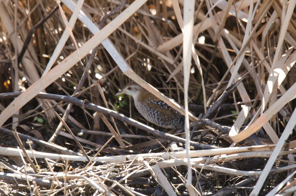 Baillon's Crake - ML427248071