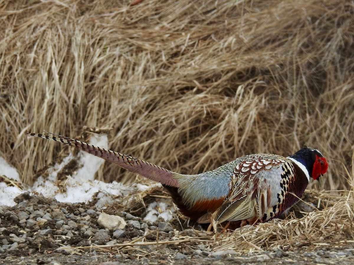 Ring-necked Pheasant - Cathy Antoniazzi