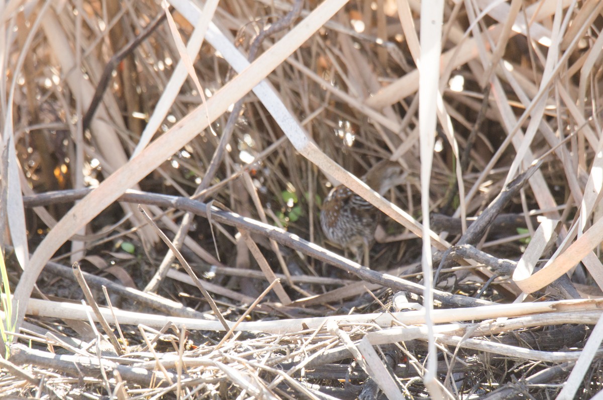 Baillon's Crake - ML427249411