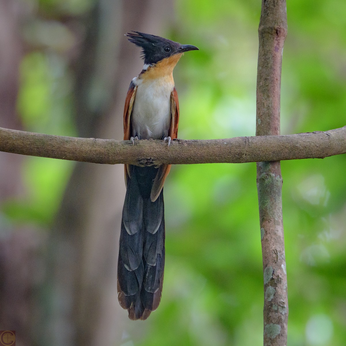 Chestnut-winged Cuckoo - Manjula Desai