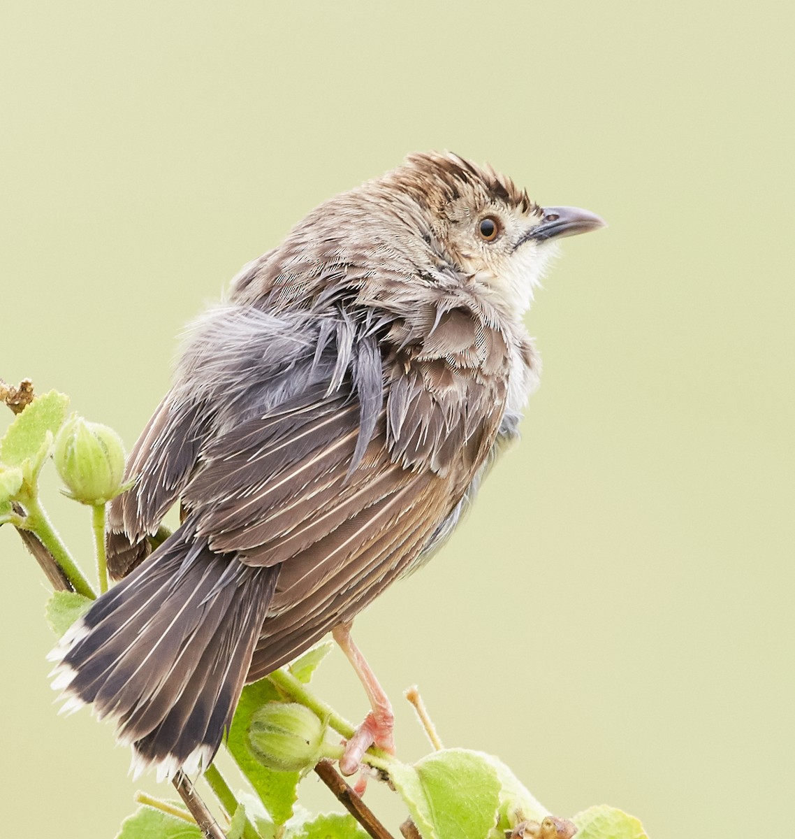 Desert Cisticola - ML42724981