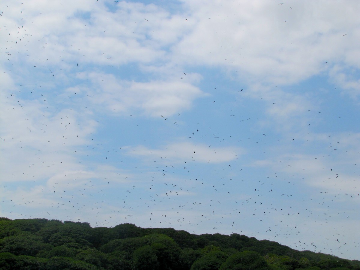 Magnificent Frigatebird - ML42724991