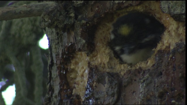 American Three-toed Woodpecker - ML427250