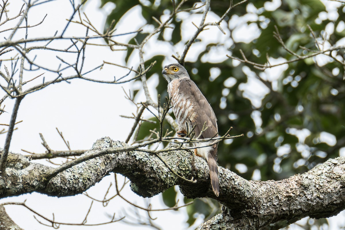 Crested Goshawk - ML427250381