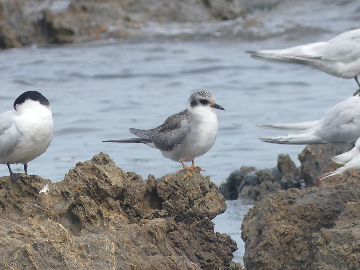 Black-fronted Tern - ML427250391