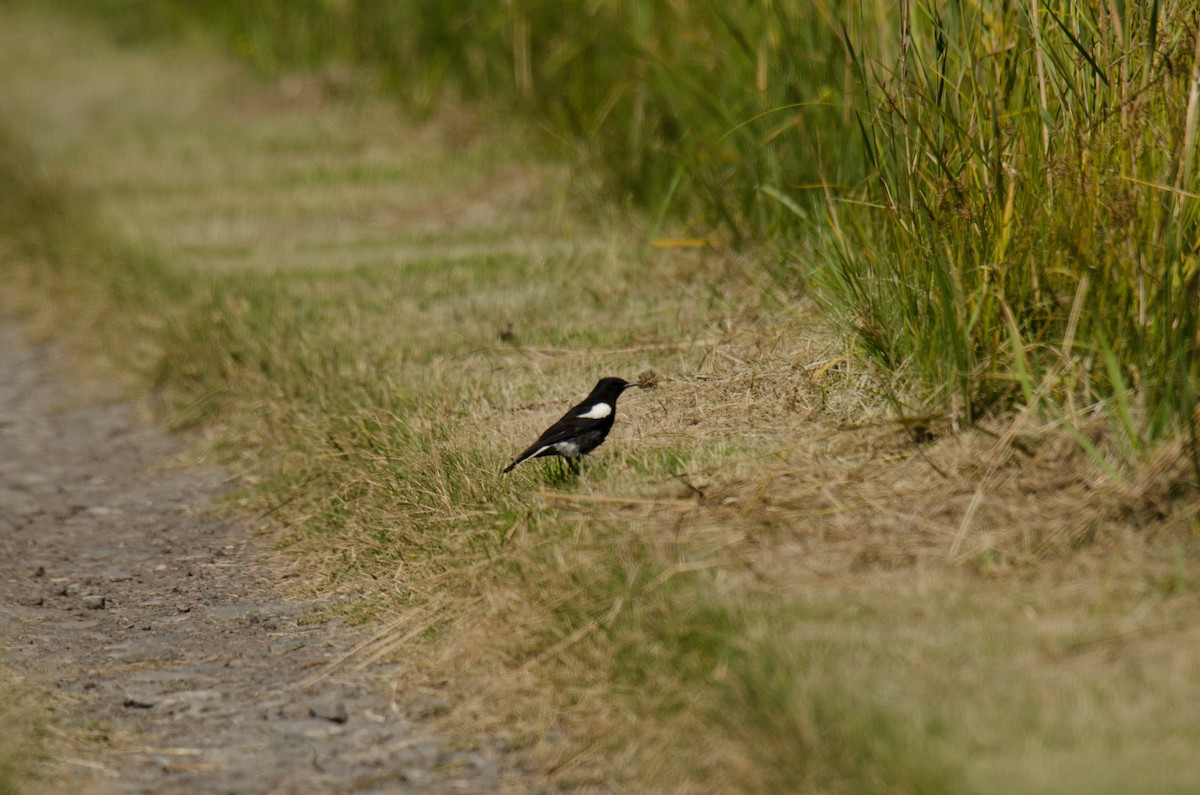 Mountain Wheatear - Kyle Finn