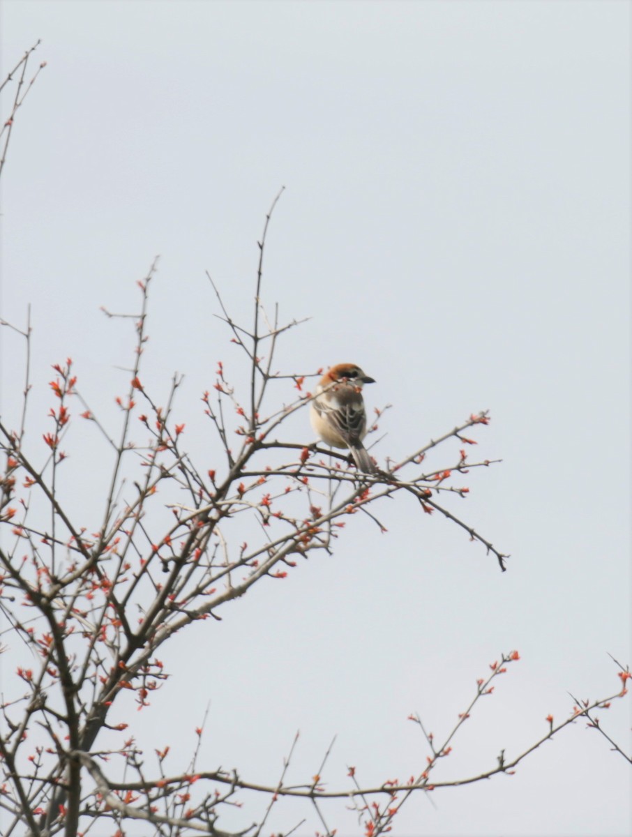 Woodchat Shrike - ML427250861