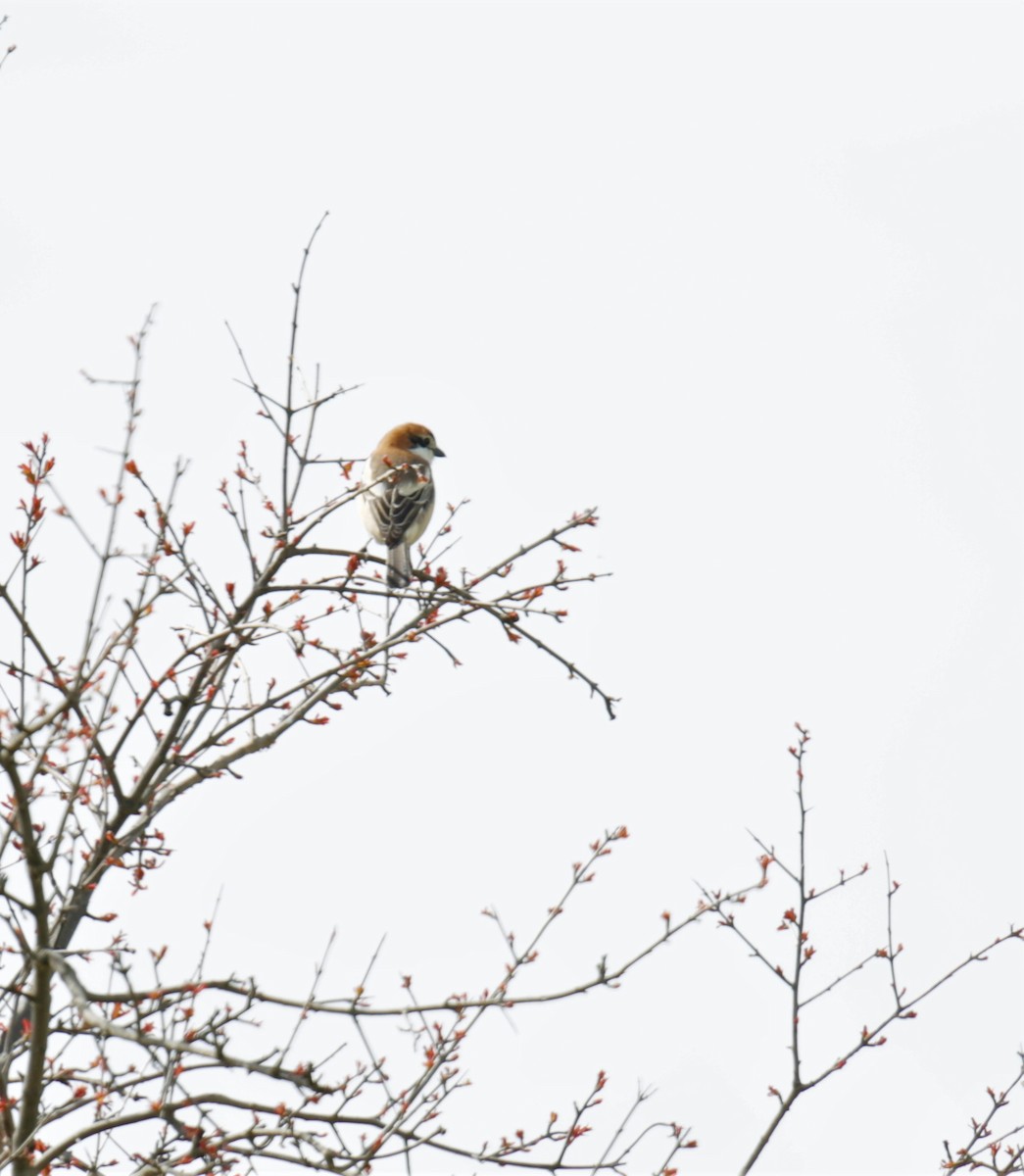 Woodchat Shrike - ML427250871