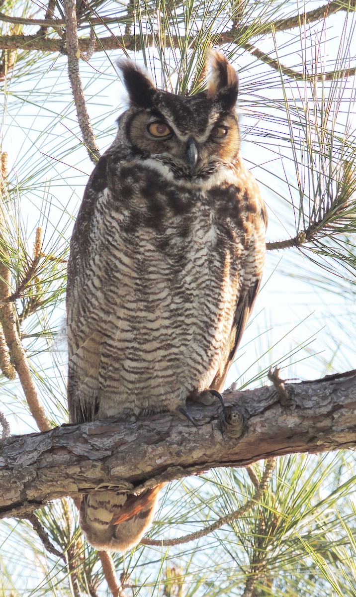 Great Horned Owl - ML42725111