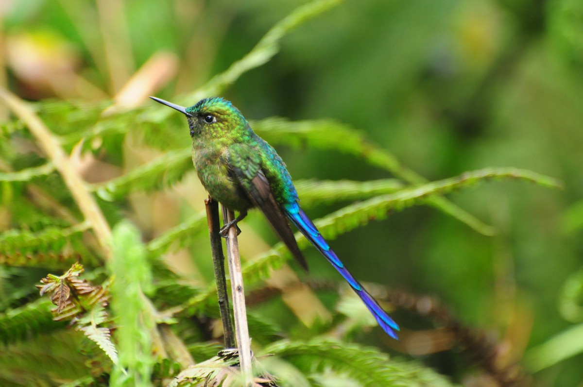 Violet-tailed Sylph - ML427252071