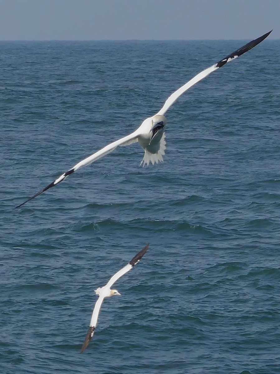 Northern Gannet - Brecht Caers