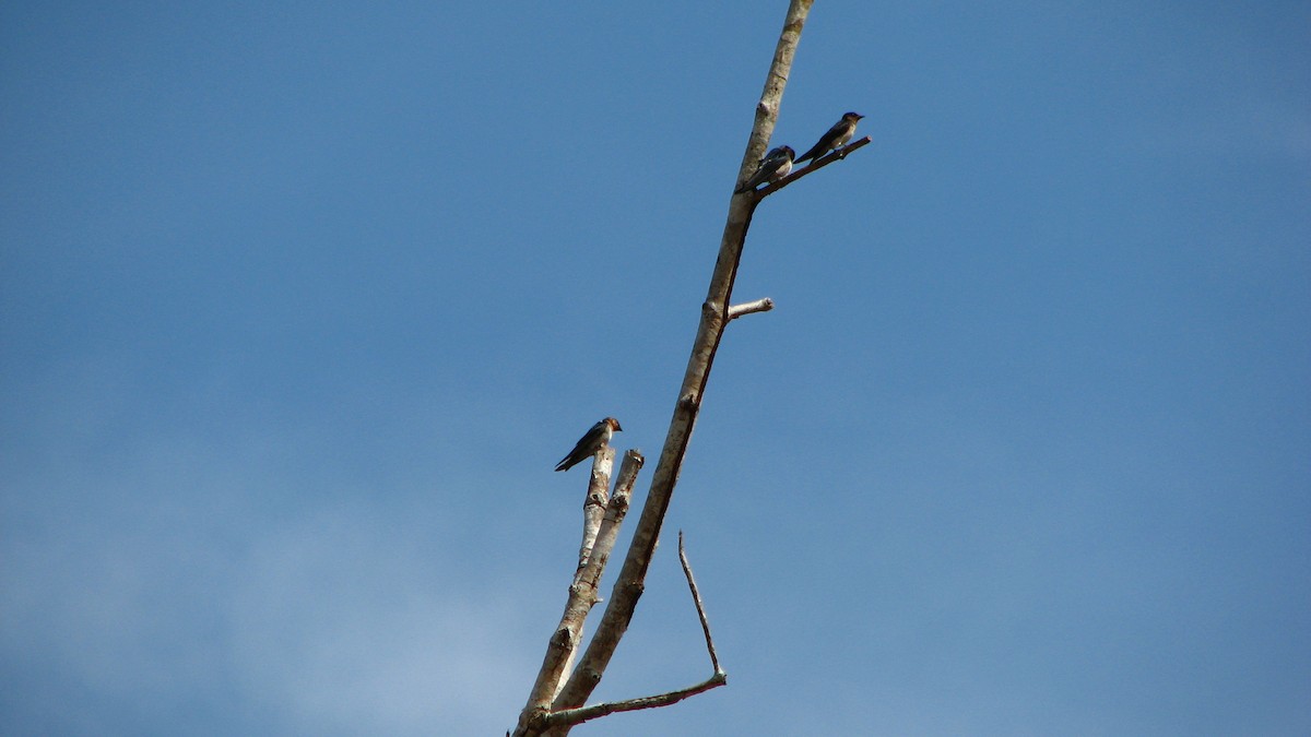 Pacific Swallow - ML427254781