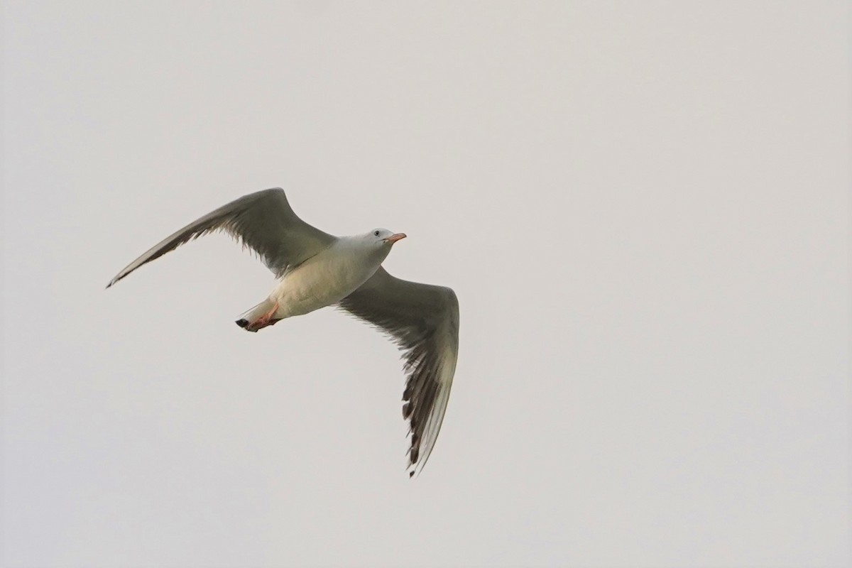 Slender-billed Gull - Daniel Winzeler