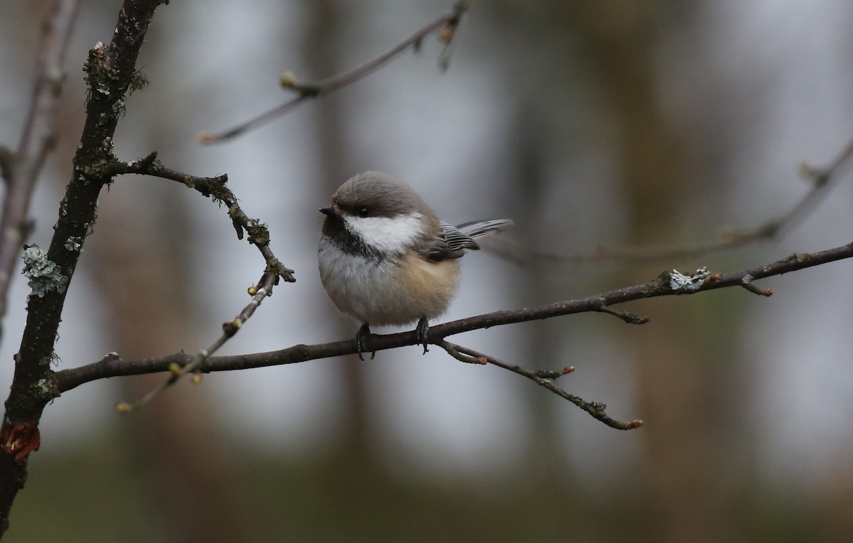 Gray-headed Chickadee - Paul Chapman