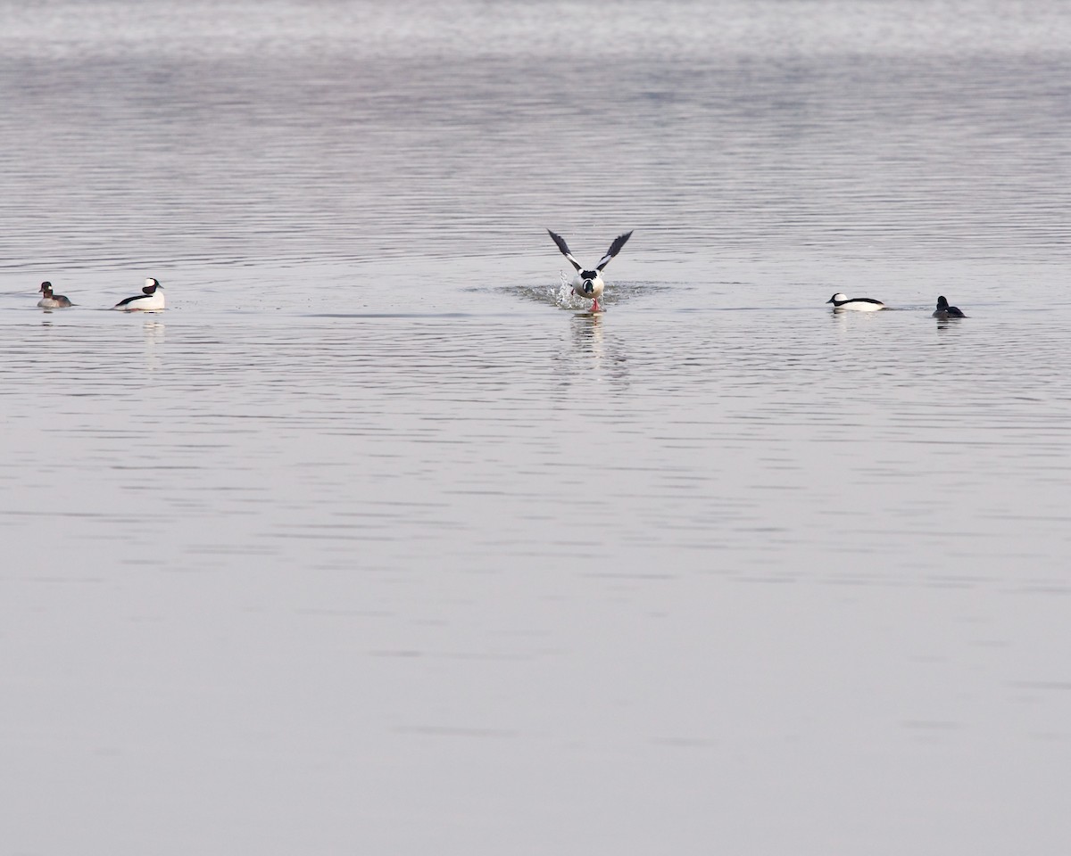 Bufflehead - Jon Cefus