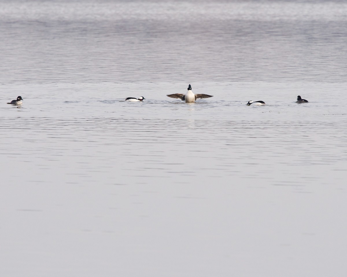 Bufflehead - Jon Cefus