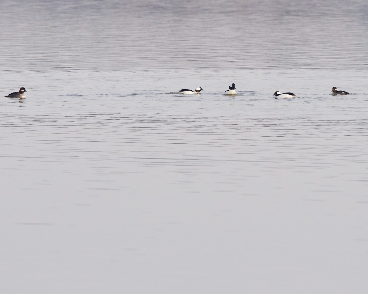 Bufflehead - ML427256901