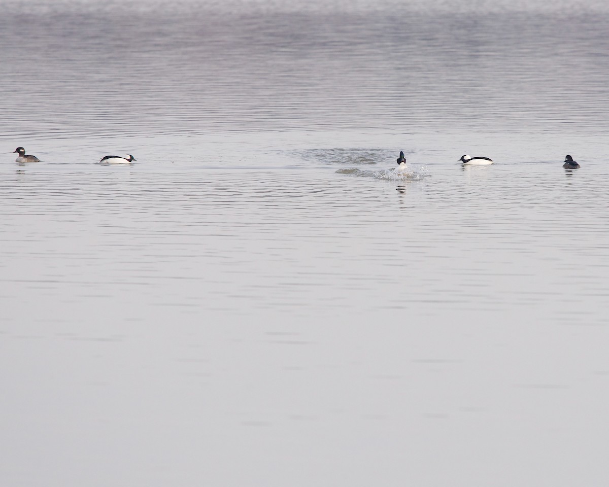 Bufflehead - Jon Cefus