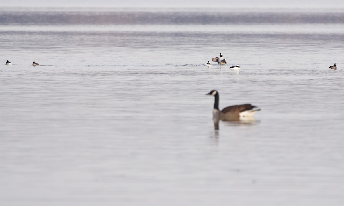 Bufflehead - Jon Cefus