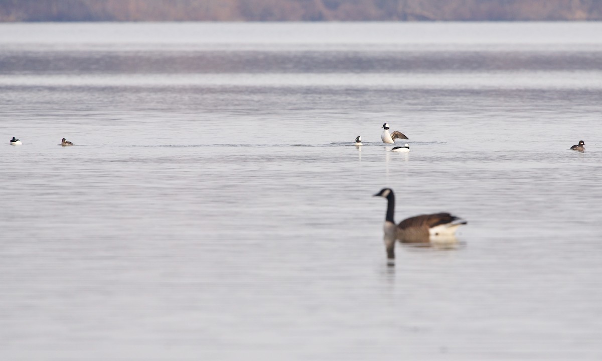 Bufflehead - ML427256951