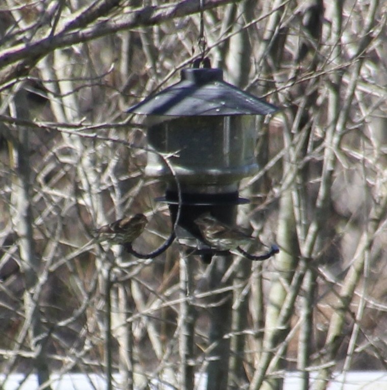 Purple Finch - ML427257291